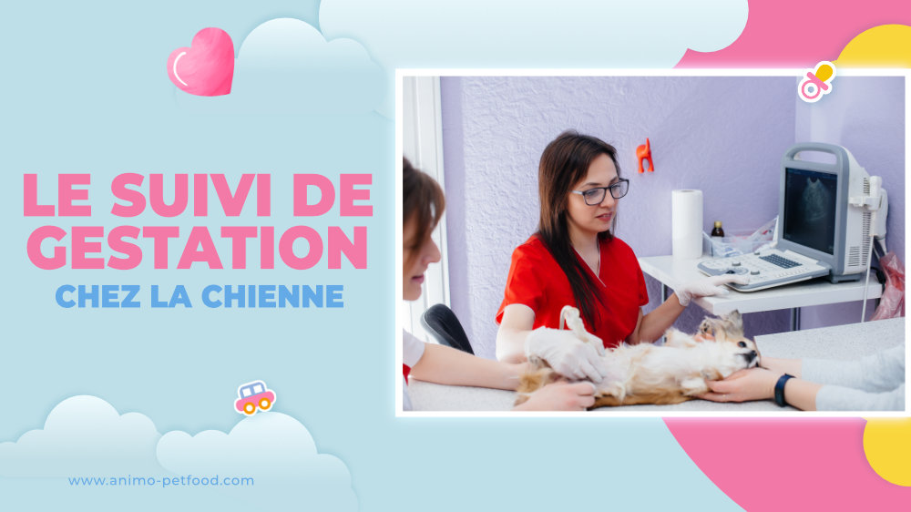 Le suivi de la gestation chez la chienne